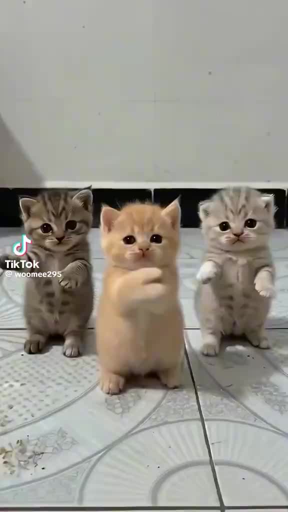 動画を再生
