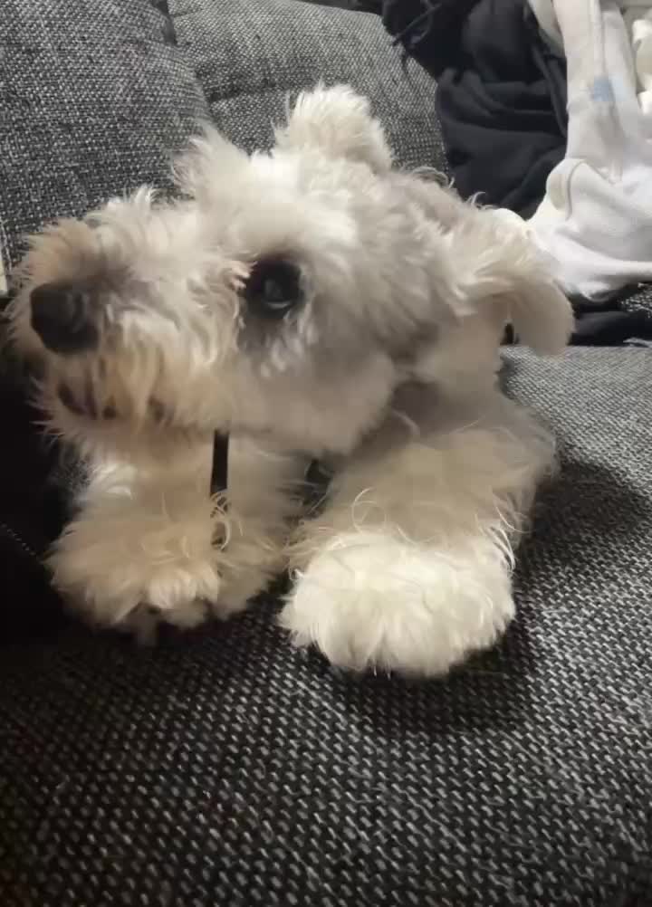 動画を再生