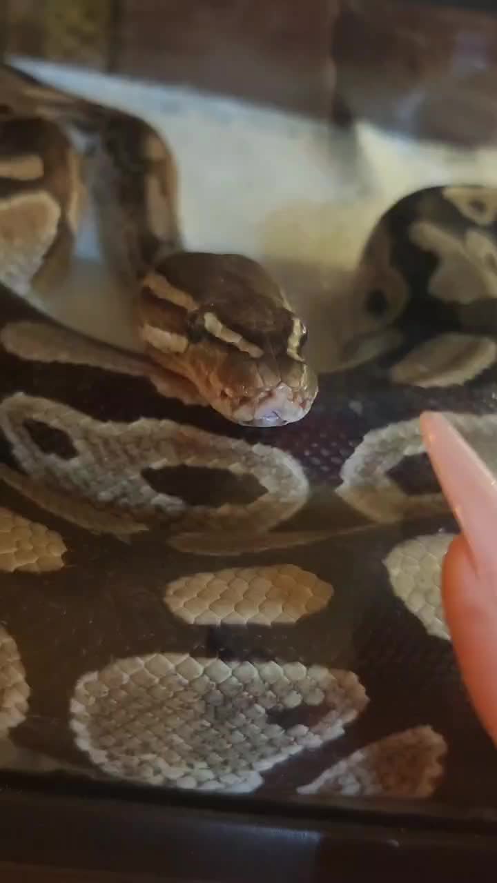 動画を再生